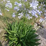 Les Fleurs Du Mont 3*