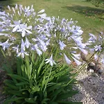 Les Fleurs Du Mont Bed & Breakfast