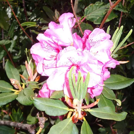 Les Fleurs Du Mont