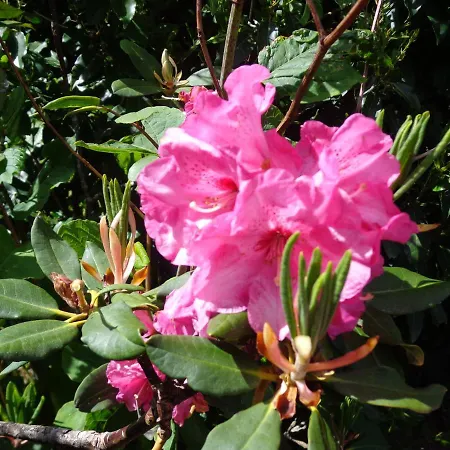 Alojamento de Acomodação e Pequeno-almoço Les Fleurs Du Mont 3*