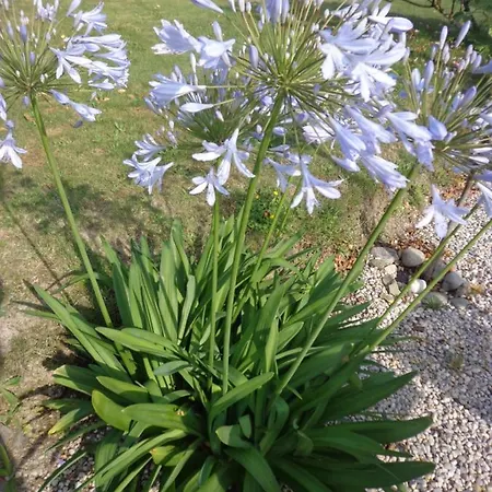 Les Fleurs Du Mont 3*