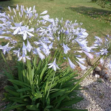 Les Fleurs Du Mont Alojamento de Acomodação e Pequeno-almoço