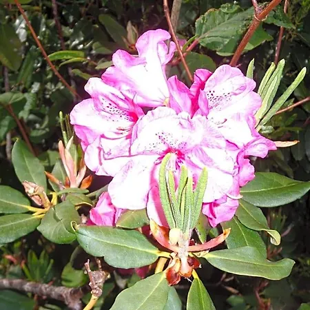 Les Fleurs Du Mont