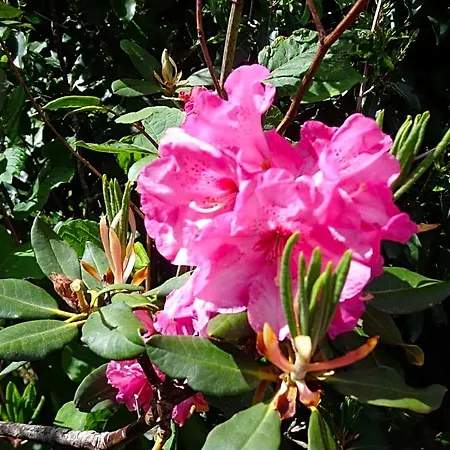 Les Fleurs Du Mont Couette-café