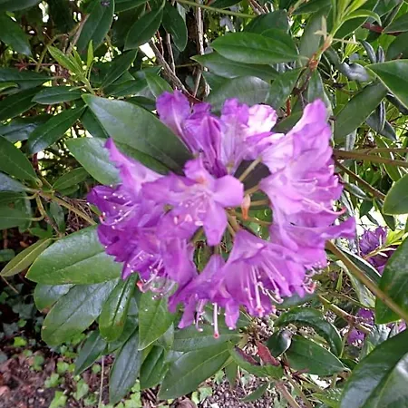 Couette-café Les Fleurs Du Mont