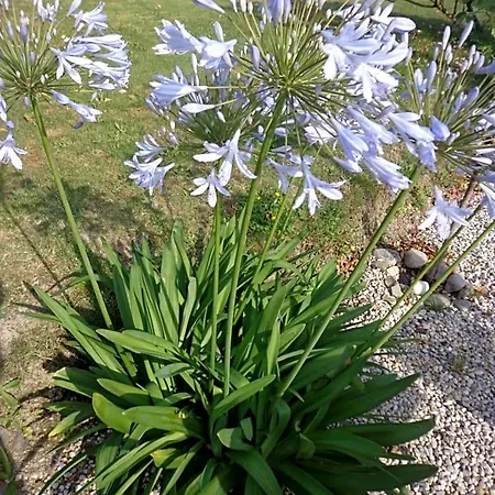 Les Fleurs Du Mont 3* Caux