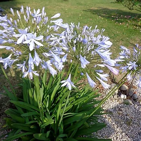 Les Fleurs Du Mont Caux