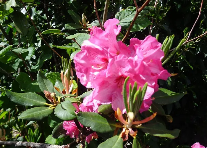 Alojamento de Acomodação e Pequeno-almoço Les Fleurs Du Mont 3*