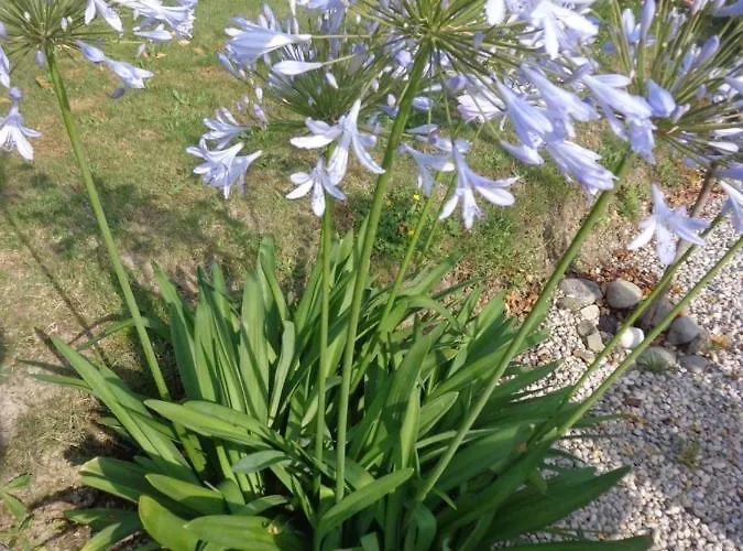 Les Fleurs Du Mont 3*