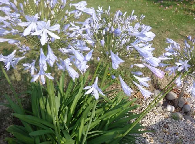 Les Fleurs Du Mont Alojamento de Acomodação e Pequeno-almoço